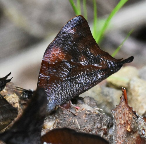 Corades cybele