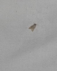 Acentria ephemerella