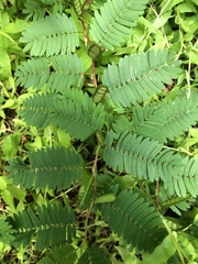 Chamaecrista nictitans