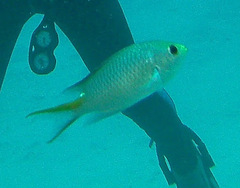 Neopomacentrus miryae