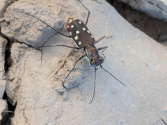 Cicindela sedecimpunctata