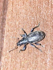 Brachyderes incanus