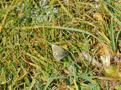 Coenonympha mahometana