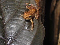 Pristimantis fenestratus