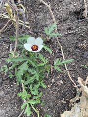 Hibiscus trionum