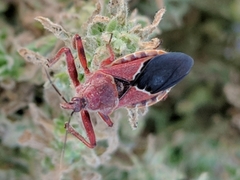 Apiomerus cazieri
