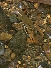 Cambarus bartonii