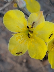Talinum polygaloides