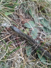 Thamnophis sirtalis pallidulus