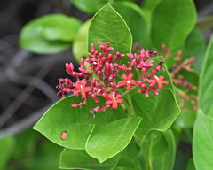 Pinochia corymbosa