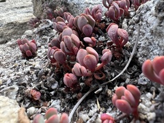 Sedum obtusatum