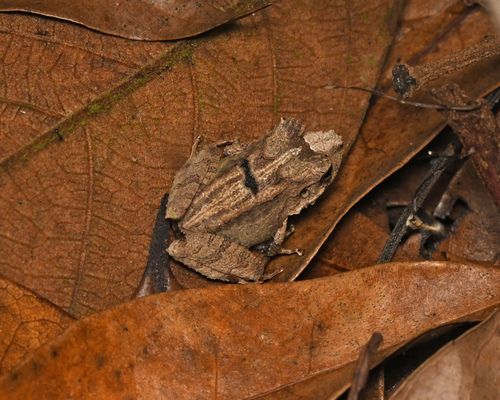 Diquini Robber Frog, Eleutherodactylus inoptatus