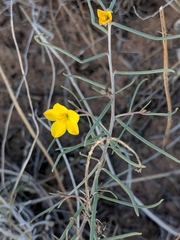 Talinum polygaloides