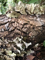 Rigidoporus populinus