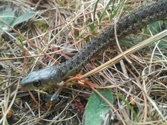 Thamnophis sirtalis pallidulus