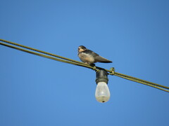 Hirundo rustica erythrogaster
