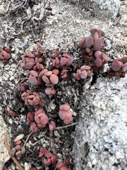 Sedum obtusatum