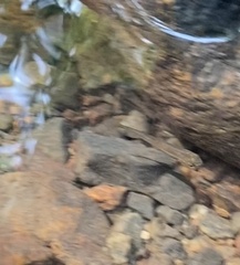 Rhinichthys atratulus