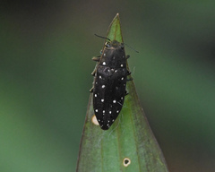Spectralia albonotata