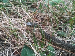 Thamnophis sirtalis pallidulus