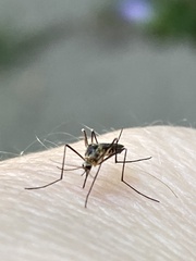 Aedes japonicus