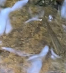 Rhinichthys atratulus