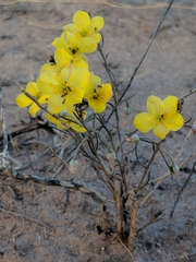 Talinum polygaloides