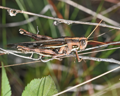 Schistocerca quisqueya