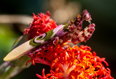 Pseudocreobotra wahlbergi