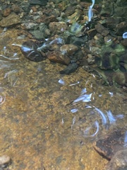 Rhinichthys atratulus