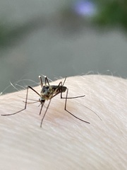 Aedes japonicus