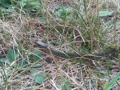 Thamnophis sirtalis pallidulus
