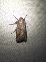 Lacinipolia meditata