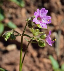 Mirabilis linearis