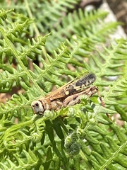 Aiolopus strepens