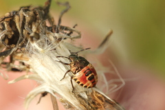 Carpocoris
