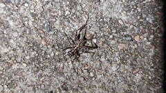 Gryllomorpha dalmatina
