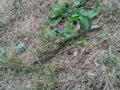 Thamnophis sirtalis pallidulus