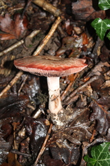 Sanguinolenti
