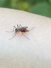 Aedes japonicus