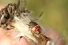 Carpocoris
