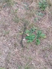 Thamnophis sirtalis pallidulus