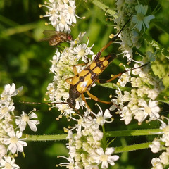 Rutpela maculata