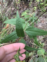 Helianthus microcephalus