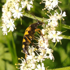 Rutpela maculata