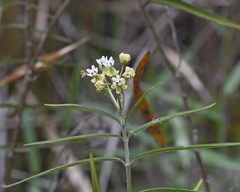 Asclepias nivea