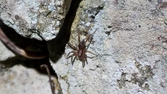 Liocranum rupicola