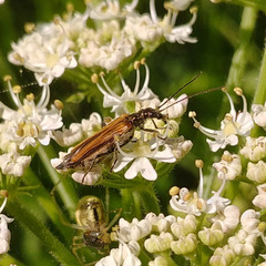 Oedemera femorata