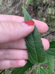 Helianthus microcephalus