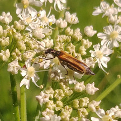 Oedemera femorata